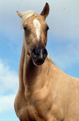 Az ezüst Brumby