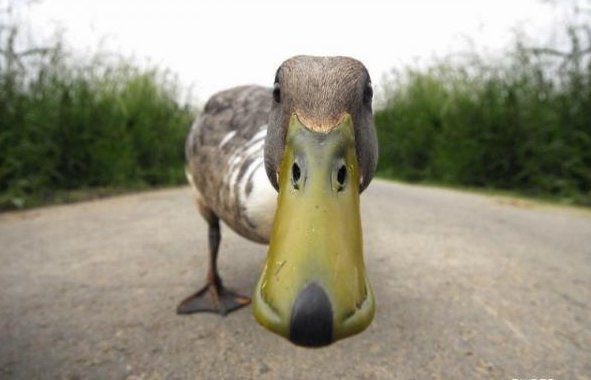 Pato